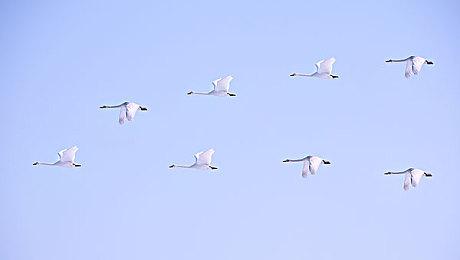 赛博朋克经营游戏《尼瓦利斯》新宣传片 支持中文